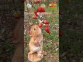 Bunny eating strawberry