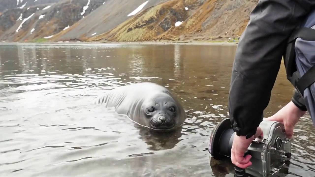 Anjing Laut Lucu Bisa Joget Youtube