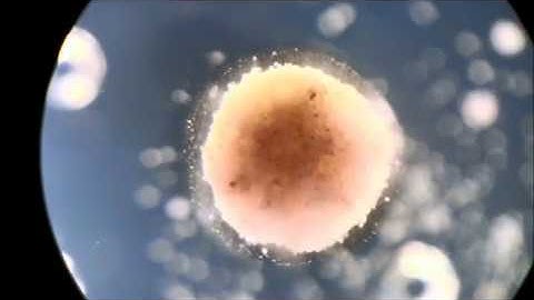 Manufacturing reconfigurable organisms