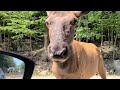 Extended video tour of Parc Omega animal safari in Québec, Canada