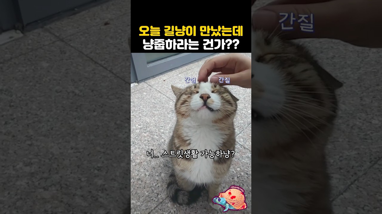 길냥이 만났는데..냥줍하라는 건가??