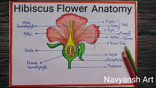 How to draw Hibiscus flower anatomy diagram l Draw and label longitudinal section of Flower diagram