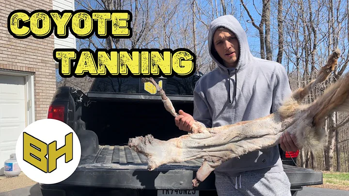 First Time Tanning A Coyote Hide