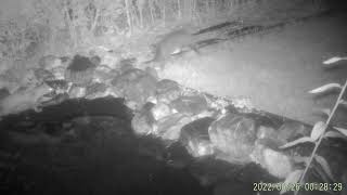 Trail cam 2022-06-26 Busy night