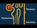 #Siydik hosil boʻlishi #Filtratsiya #Reabsorbsiya #SekretsiyaJarayonlari fiziologiyasi haqida