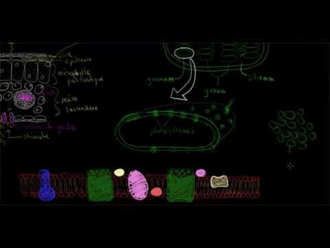 Vidéo: Quelle partie du corps humain ressemble au chloroplaste ?