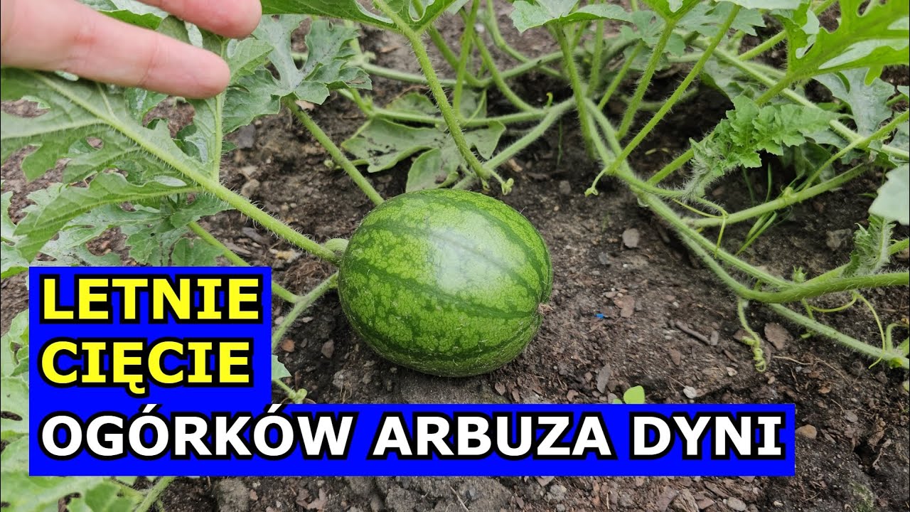 Dynia I Arbuz Ważą Razem 8 Kg Letnie Cięcie Ogórków, Arbuza, Dyni, Melona. Usuwanie Pędów Bocznych