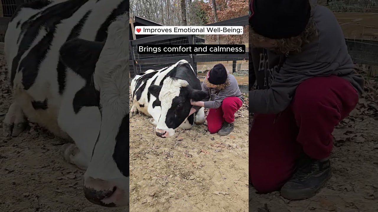 Experience the benefits of hugging a cow! 🐄❤️