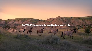 Fight for the Wild Horses of Theodore Roosevelt National Park With Their Own Documentary. by Wild Lands Wild Horses 796 views 9 months ago 1 minute, 56 seconds