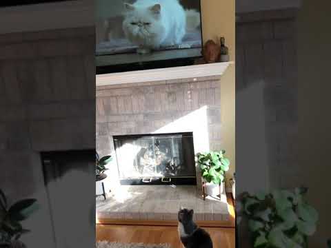 Atticus watches TV
