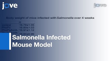 Chronic Salmonella Infected Mouse Model l Protocol Preview