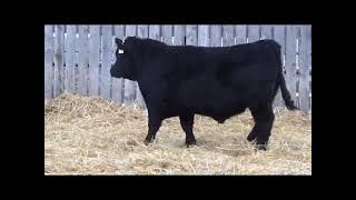 Lot 16H Bar-E-L Huckleberry 16H