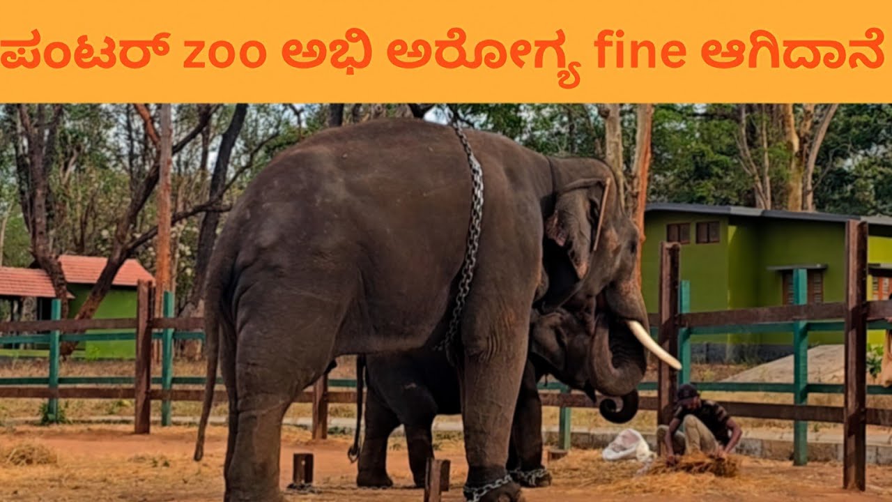 Zoo ಅಭಿಮನ್ಯು fine ಇದ್ದಾನೆ?
