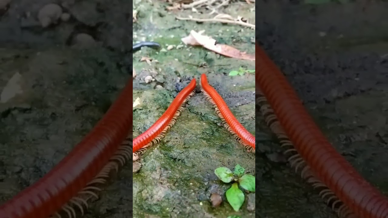 RED MILLIPEDES 🐛🐛🐛