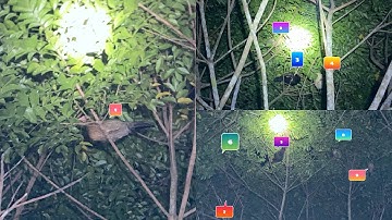 Gà Rừng Cùng Xem Bầy Gà Rừng Của Kênh Núi Rừng TV Official Ngủ Ngoài Tự Nhiên