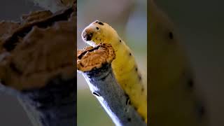 Diyarbakırın Temel Geçim Kaynaklarından İpek Böcekçiliği🐛