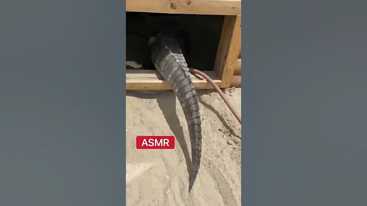 Alligator Water Hose Problems!  #shorts #alligator