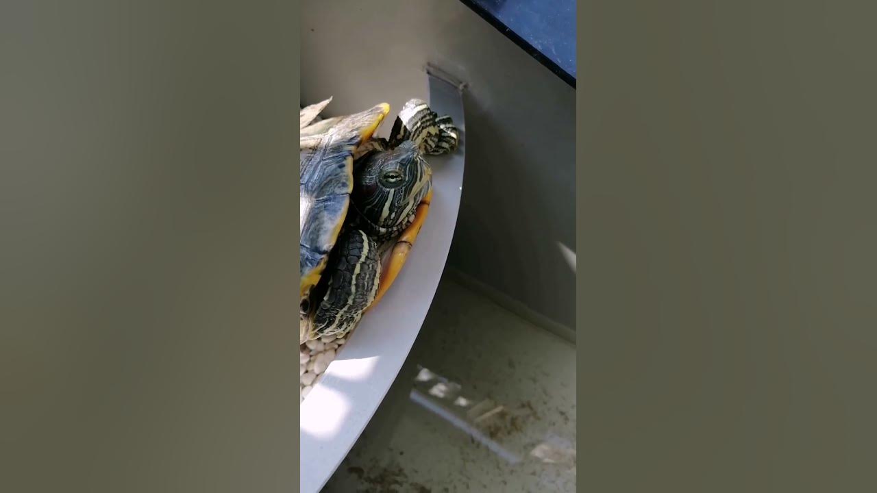 turtle-shell-peeling-i-help-to-take-out-youtube