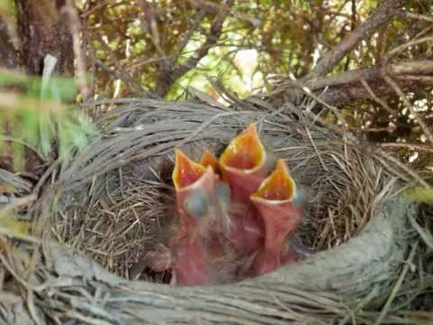 Baby Robins Growth Chart