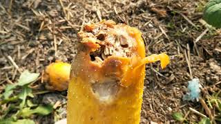 видео: Обзор сада и прочее на 31 октября  картинка: Обзор сада и прочее на 31 октября