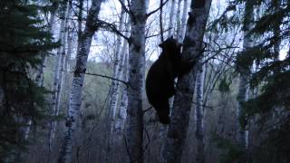 Black Bear Bow Hunt, Rock Ridge Outfitting, Ltd