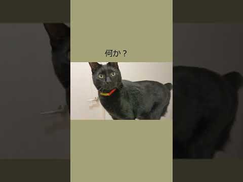 【保護猫】ボブテイル黒猫とオッドアイ白猫!イタズラしたい!! #Shorts