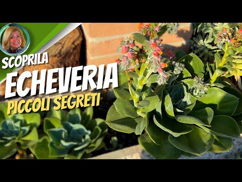 Video: Come coltivare piante di Echeveria: suggerimenti per coltivare Echeveria