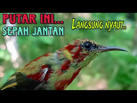 pikat sepah raja trotol