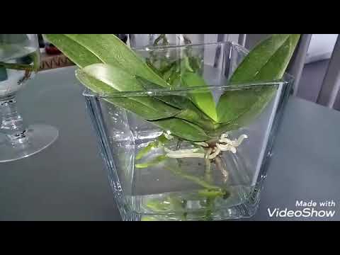 Vídeo: Orquídeas Na água: Regras De Cultivo. Por Quanto Tempo A Planta Deve Manter As Folhas Na água? Como Submergir? Uma Orquídea Pode Ser Mantida Na água O Tempo Todo?