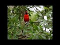 cardenal guajiro cantando, sonidos de la naturaleza.