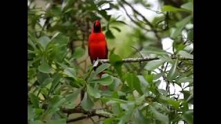 cardenal guajiro cantando, sonidos de la naturaleza.