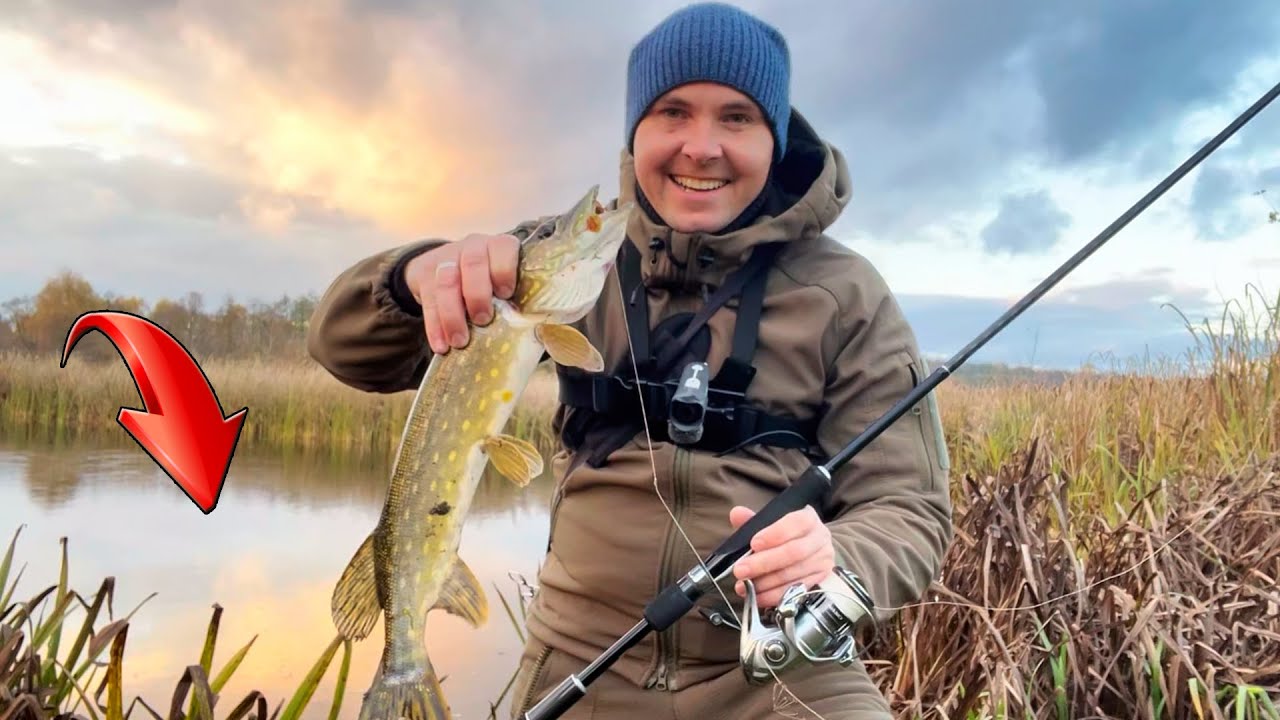 Тут ЩУКИ більше ніж води... Вся риба збилась в одну точку. Осіння ловля щуки на спіннінг з берегу.