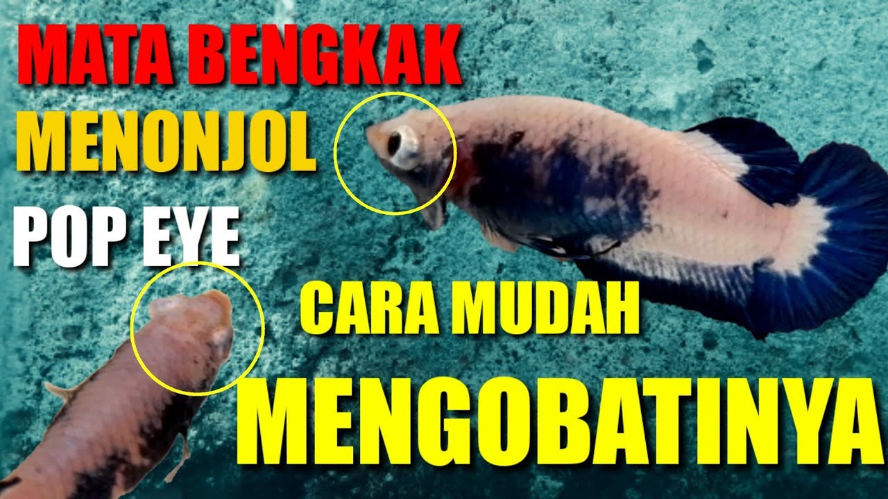 Cara Mengobati Mata Ikan Cara mengobati Mata Bengkak POP EYE pada Ikan Cupang - YouTube