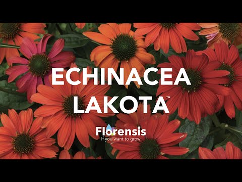 Βίντεο: Echinacea, ένα ευεργετικό πολυετές στον κήπο