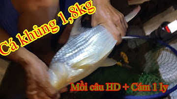 Mồi câu cá tra cá cóc sông | Trung Đoàn Fishing