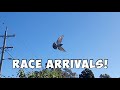 113km Racing Pigeon Arrivals