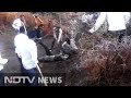 On camera, leopard brutally beaten to death by villagers in Gujarat