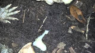 Savannah Monitor Eating Ball Python Slugs