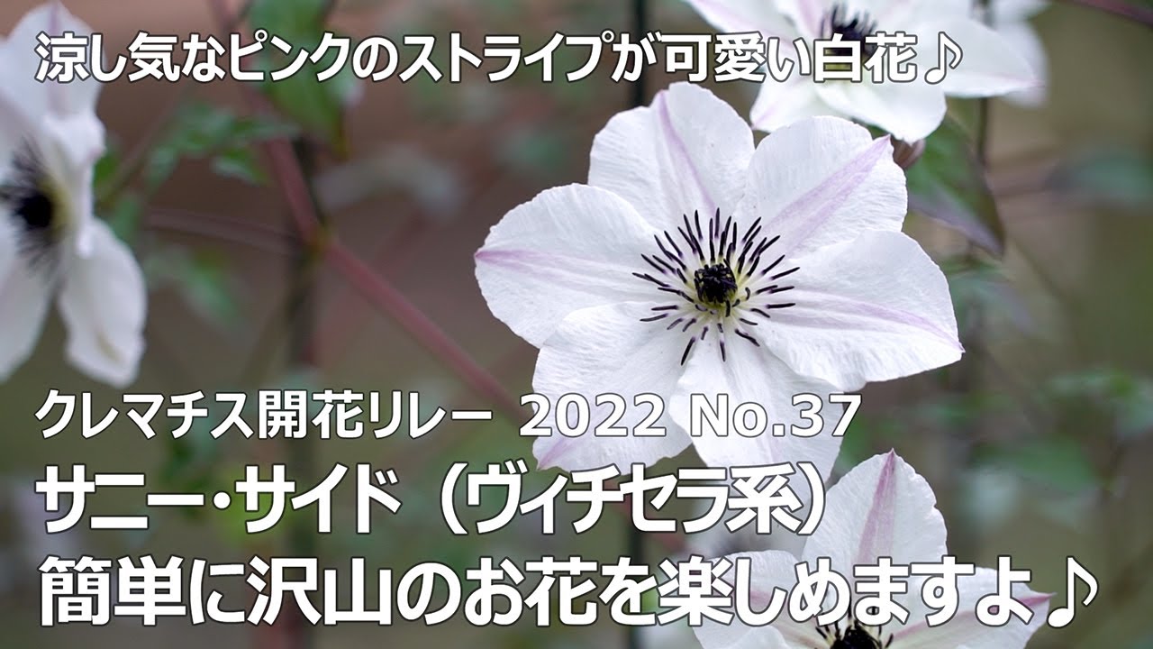 クレマチス　確認用 中輪多花性クレマチス（遅咲き大輪）【テクサ】 商品詳細