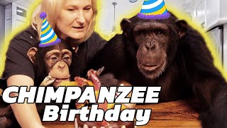 Vali The Chimp's 11th Birthday! by Myrtle Beach Safari 22,517 views 1 year ago 6 minutes, 33 seconds