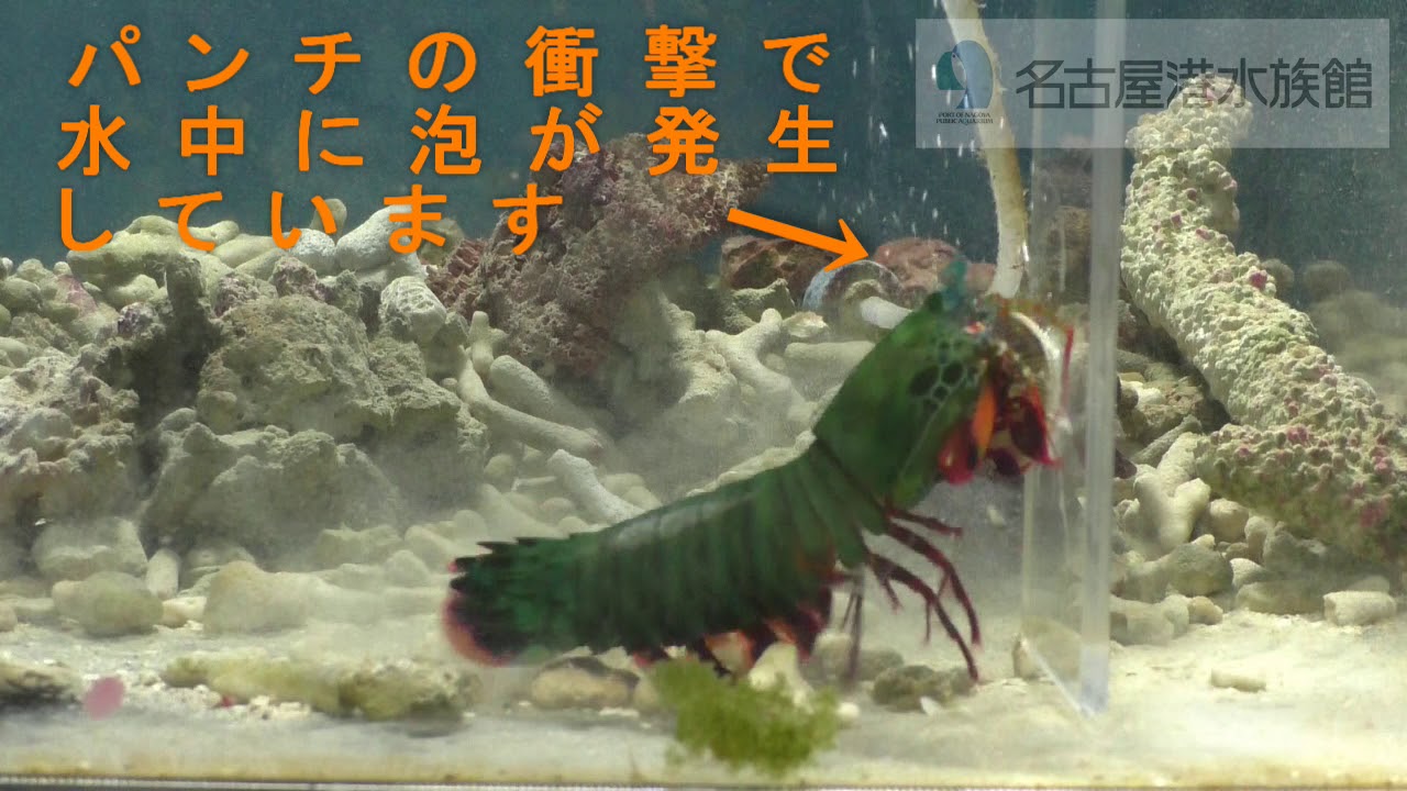 名古屋港水族館 強烈 シャコパンチ Youtube