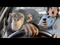 Monkey Drive (2011)