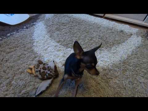 Βίντεο: Ποιος είναι καλύτερος: Toy Terrier ή Chihuahua