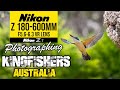 Nikon Z 180-600mm Photographing Kingfishers Australia