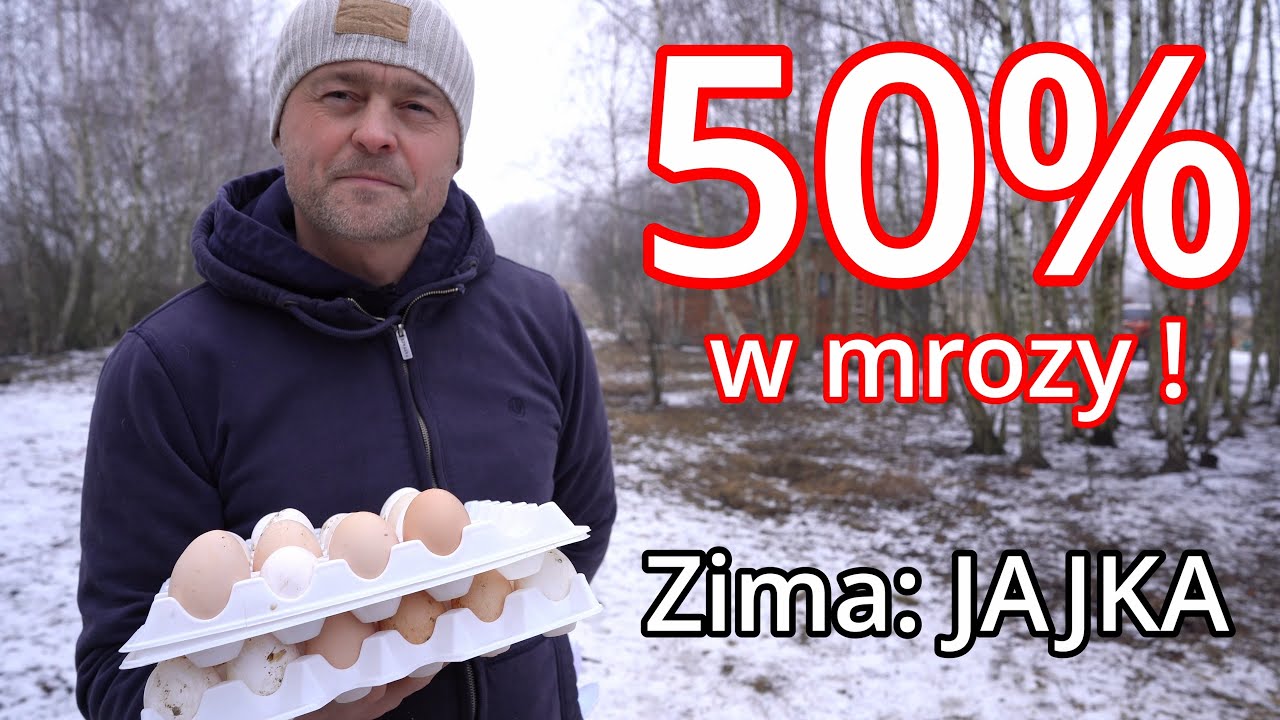 Zimą nie ma jajek ? 50% nawet w mrozy – dodatek do paszy. Wieczorny obchód