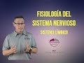 14. SISTEMA LÍMBICO