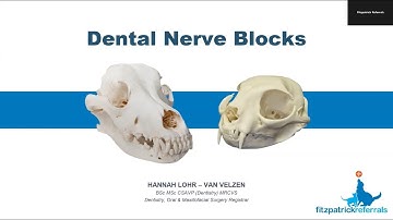 Veterinary dental nerve blocks | Fitzpatrick Referrals