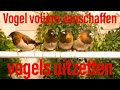 Hoe Doe Je Dat? Een Grote Vogel Volière aanschaffen en Vogels uit Zetten in Nieuw Verblijf DIY