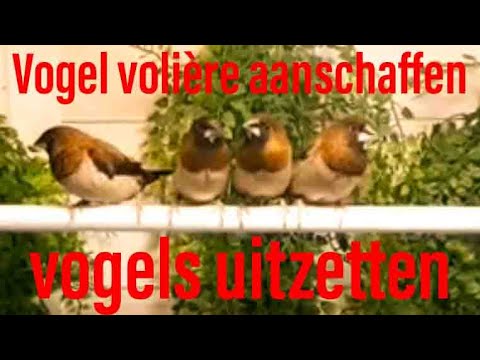 Viva Uitputting hervorming Hoe Doe Je Dat? Een Grote Vogel Volière aanschaffen en Vogels uit Zetten in  Nieuw Verblijf DIY - YouTube