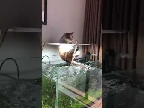 Fail cat compilation,